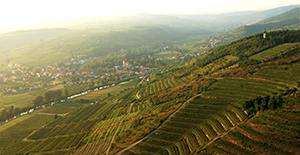 Weingut Loimer 洛雅夢酒莊